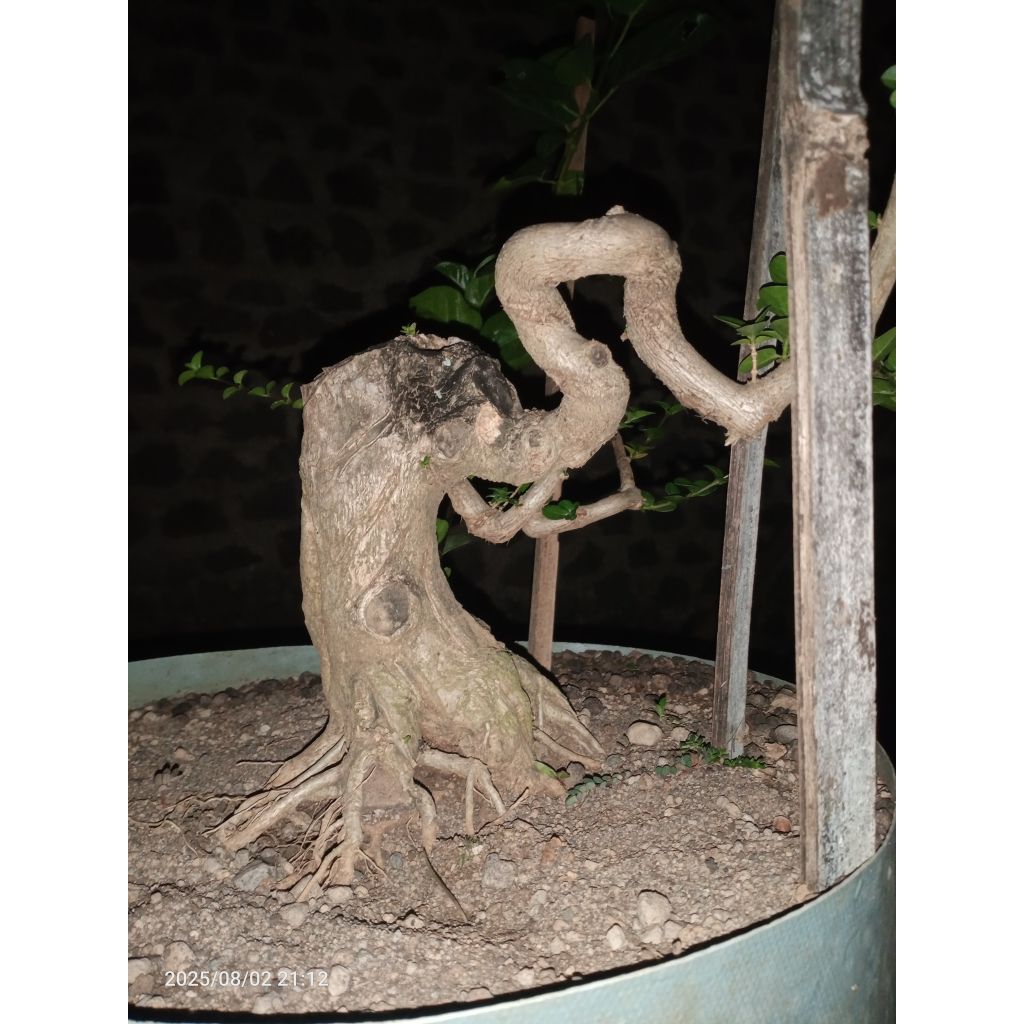 bahan bonsai sancang meliuk prokar