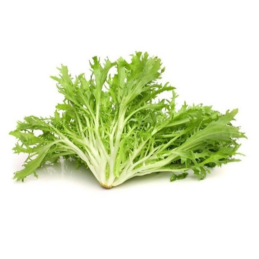 

Endive / Green Curled Ruffec / Andewi / Aayuran Daun Endive / Endive Fresh / 1 Kg