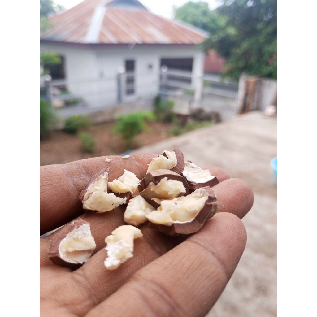 

kemiri kulit edisi 10 kg