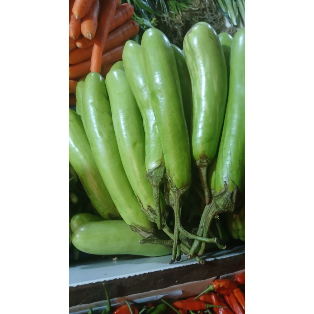 

terong ijo2 pajang super fresh 500 promo hari ini