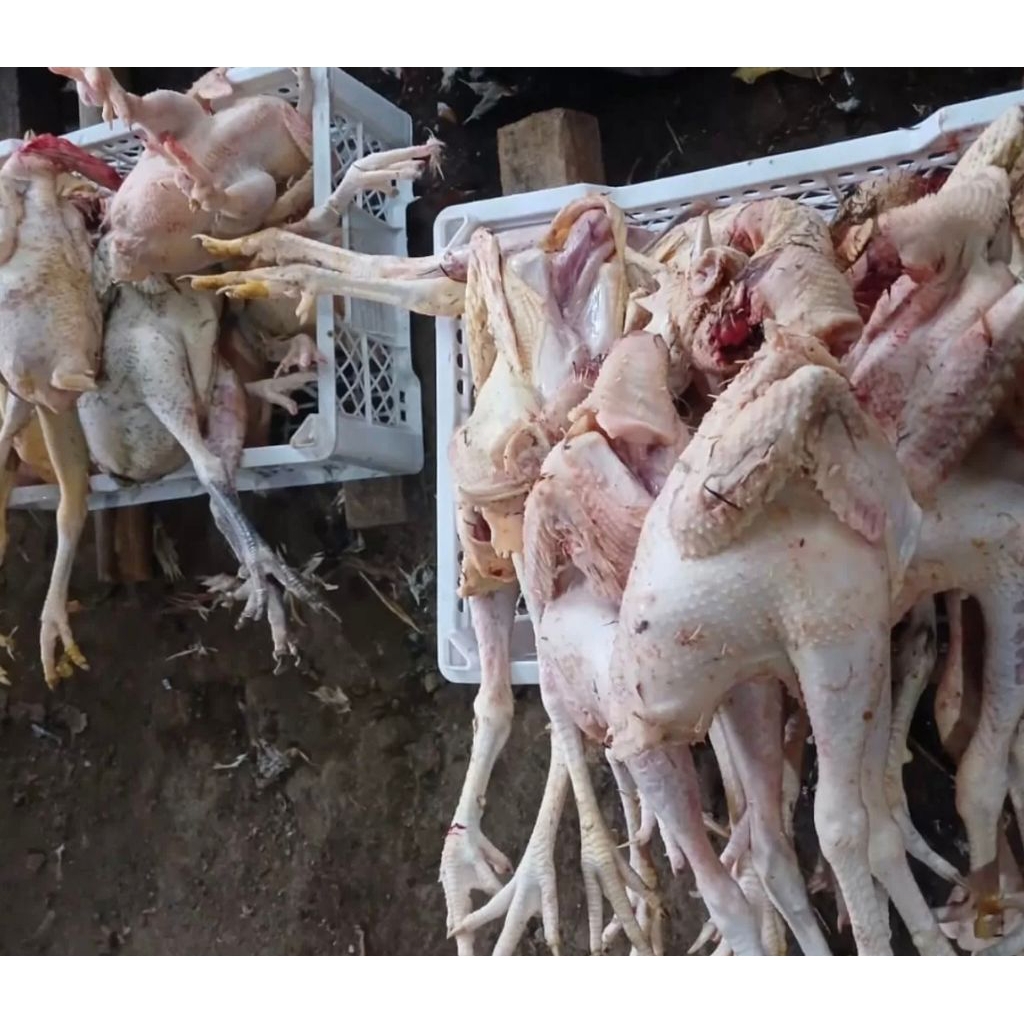 

paket ayam kampung 10ekor fress 1ekor berat(-+1kg)pesan sore/malam di kirim pagi