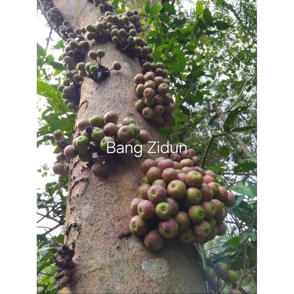 

Buah Gondang Batik, tin hutan, ara hutan fresh petik langsung di pohon