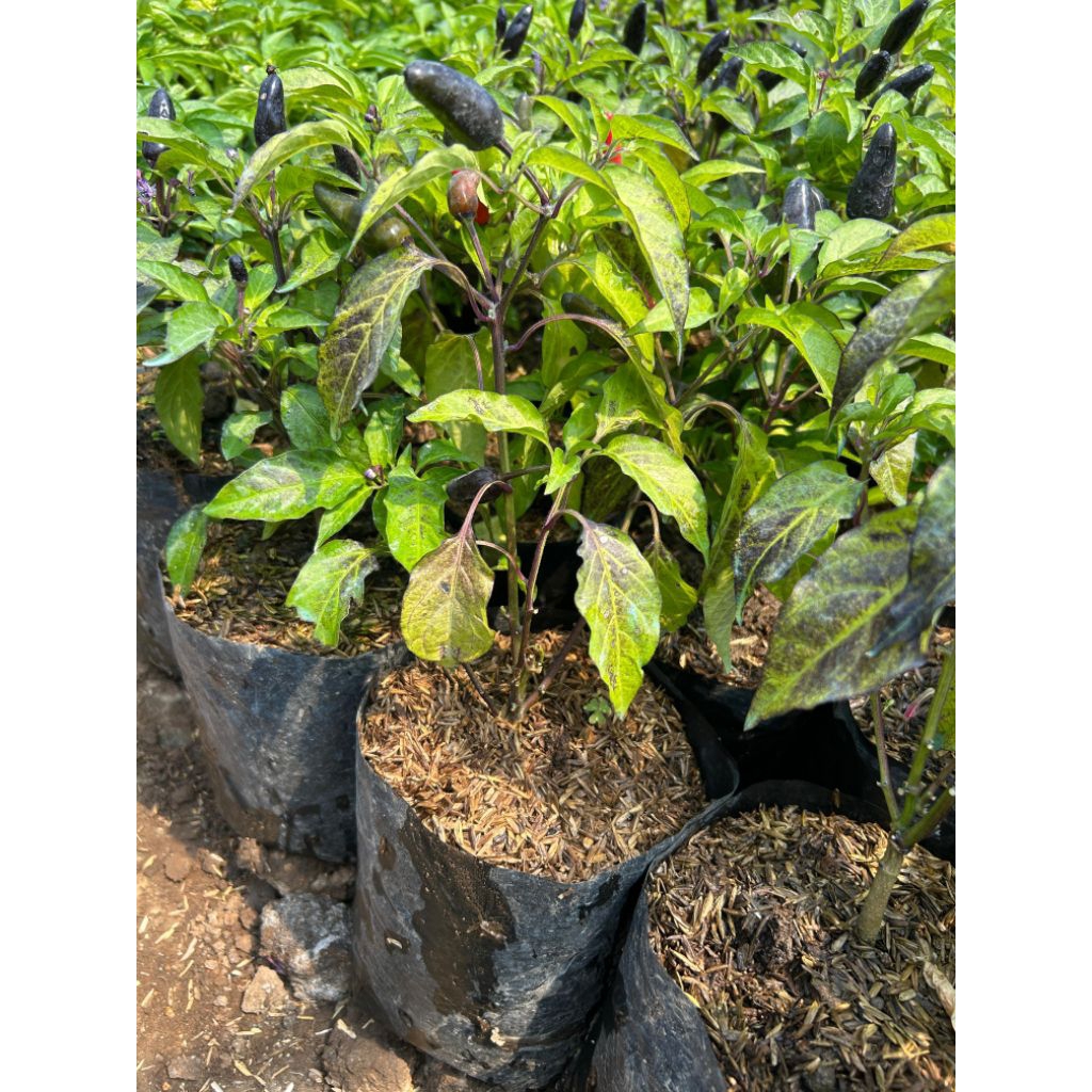 Tanaman cabe pelangi sehat dan subur