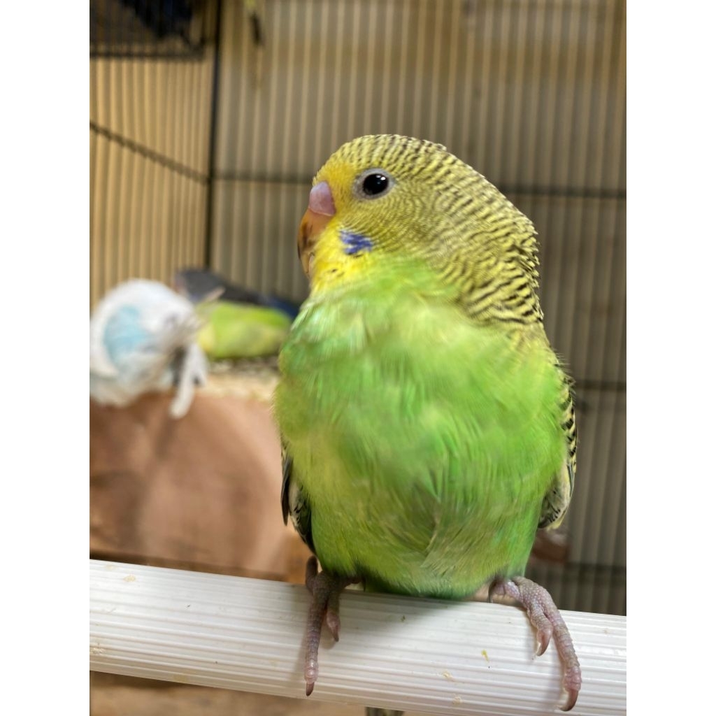 Burung parkit burung peliharaan warna cerahh bagus warna random