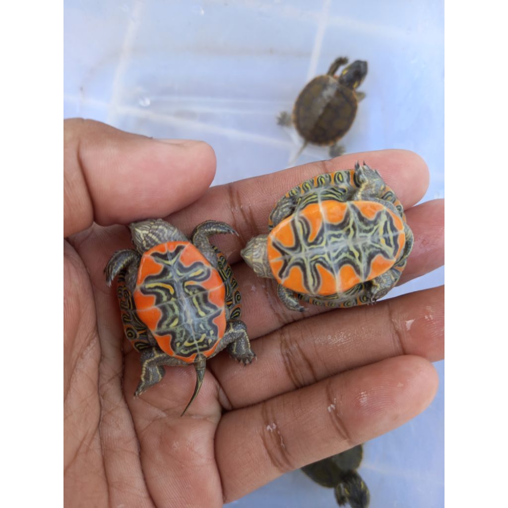 kura kura air painted turtle picta belly