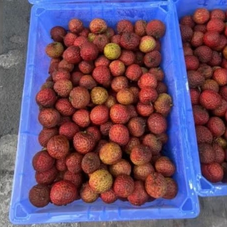 

Buah Lecyhe Merah polos per 1 bok krat