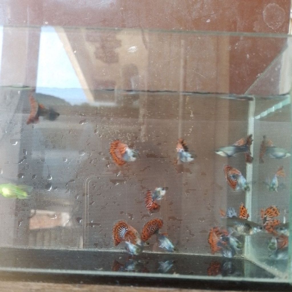 IKAN HIAS Guppy PRMBE 5 pasang