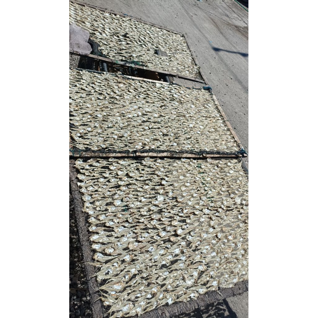 

IKAN BULU AYAM KERING