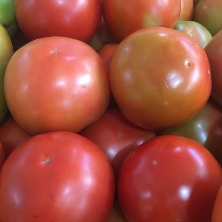 

tomat apel segar asli Ciwidey (tomat besar lonjong)berat 500-1kg