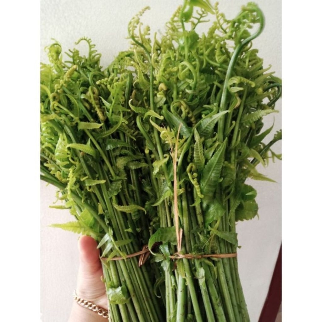 

Pakis sayur segar 1kg