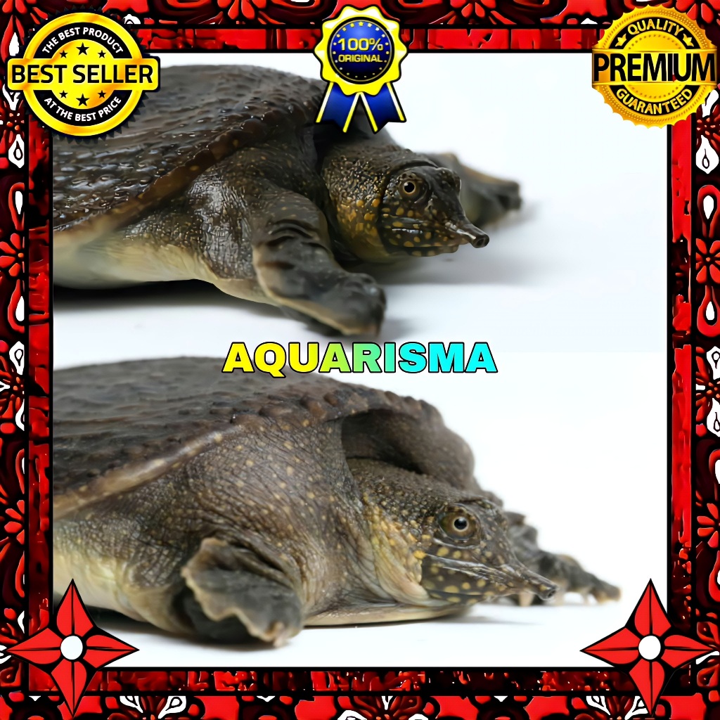 KEBUTUHAN AKUARIUM - BULUS TRIONYCHIDAE AMYDA CARTILAGINEA MINI 3-4 C.