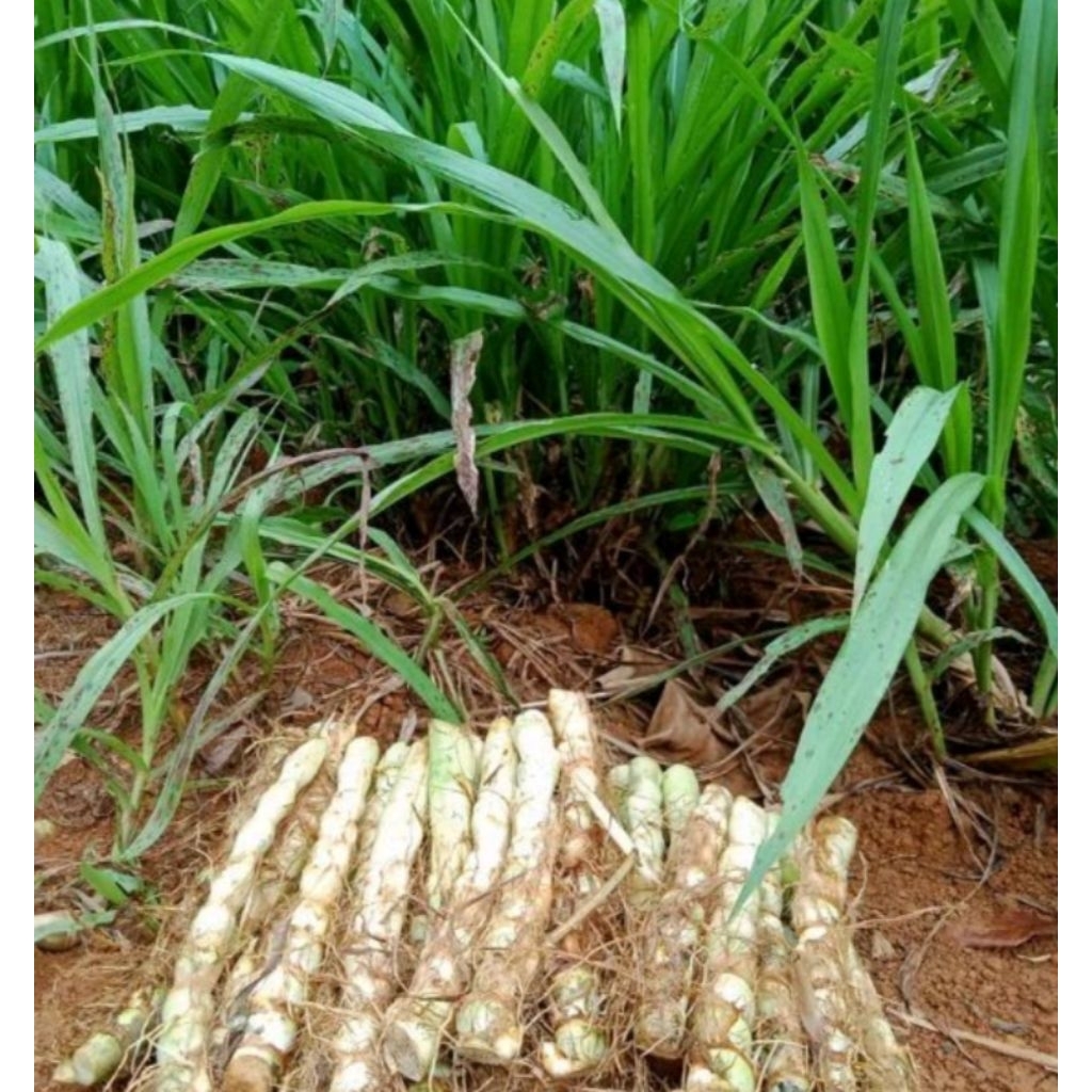 

Rumput Odot Super kualitas A,1 kg isi 50-60 batang