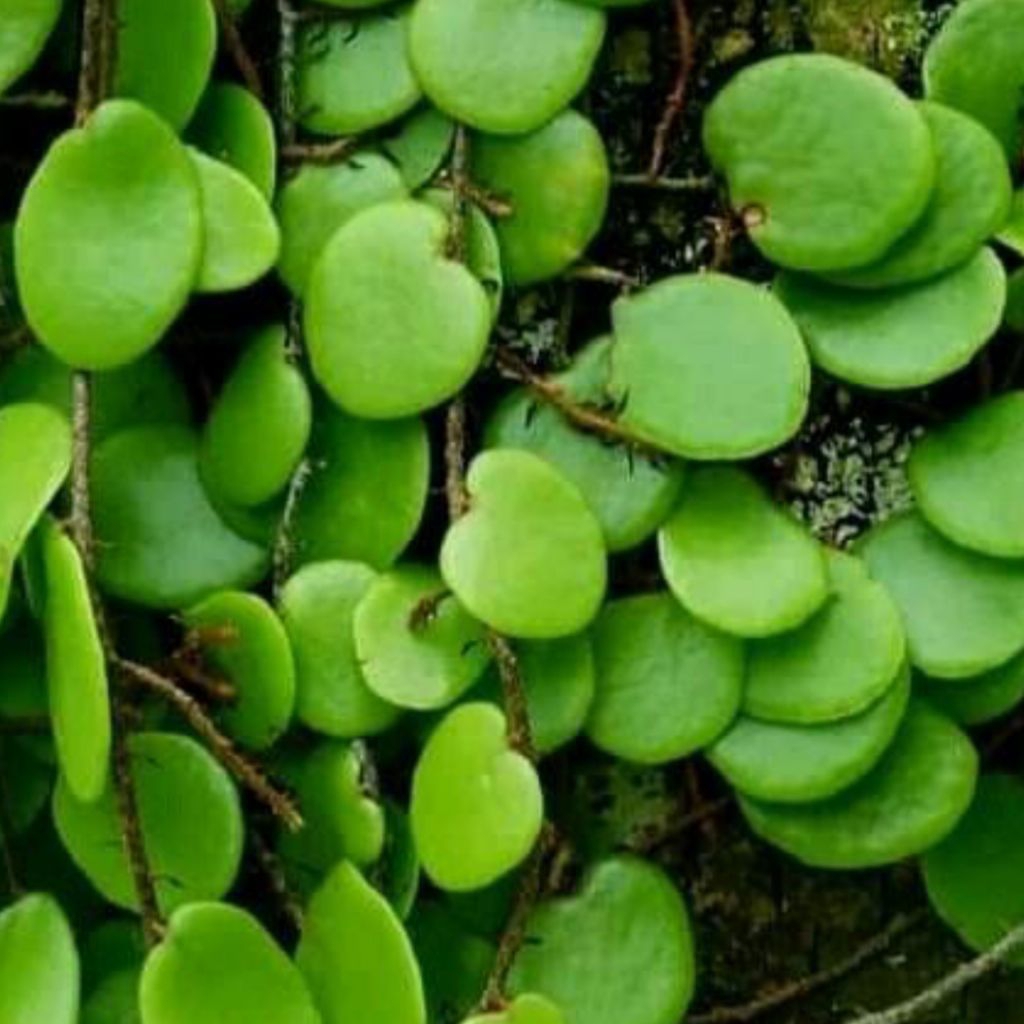 

Daun picisan per 1kg siap kirim