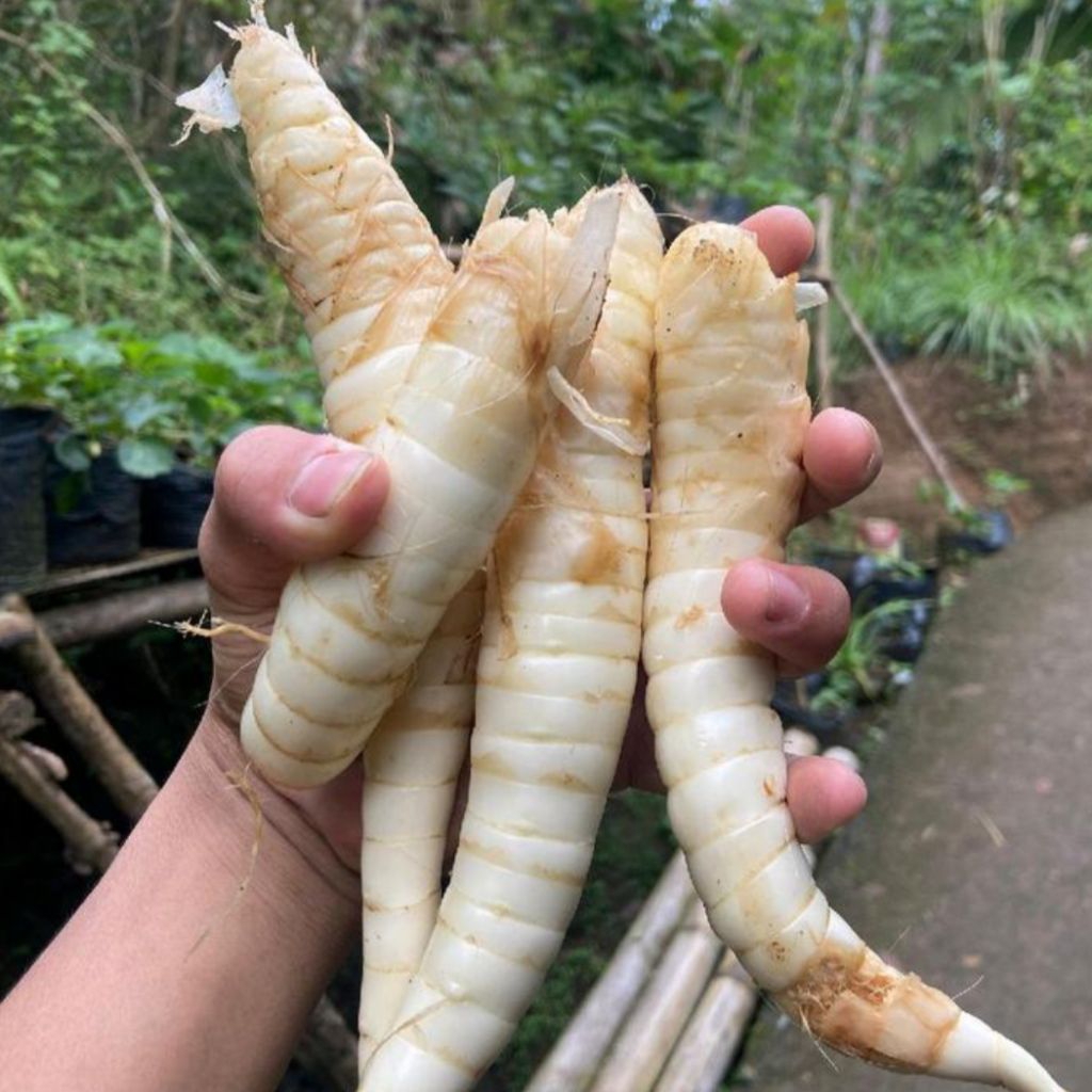 

Umbi Garut /tarigu segar organik netto 500gr