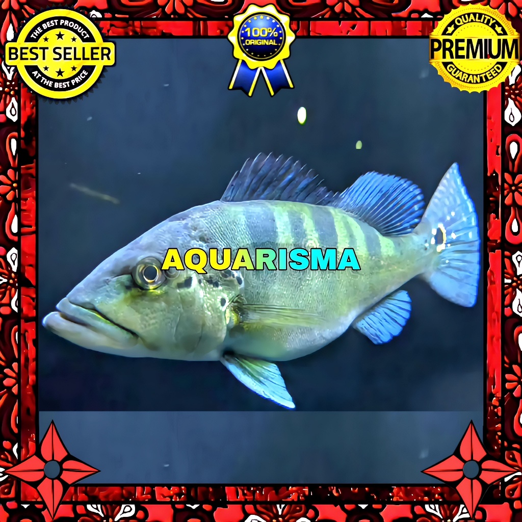 KEBUTUHAN AKUARIUM - CICHLID PEACOCK BASS CICHLA GOLDEN BLUE AZUL 9-10 CM