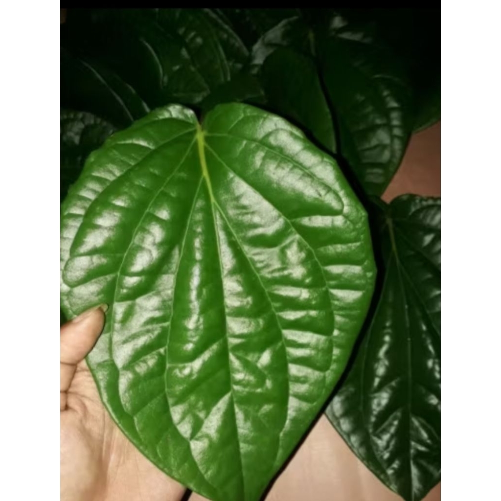 

DAUN SIRIH 10 LEMBAR