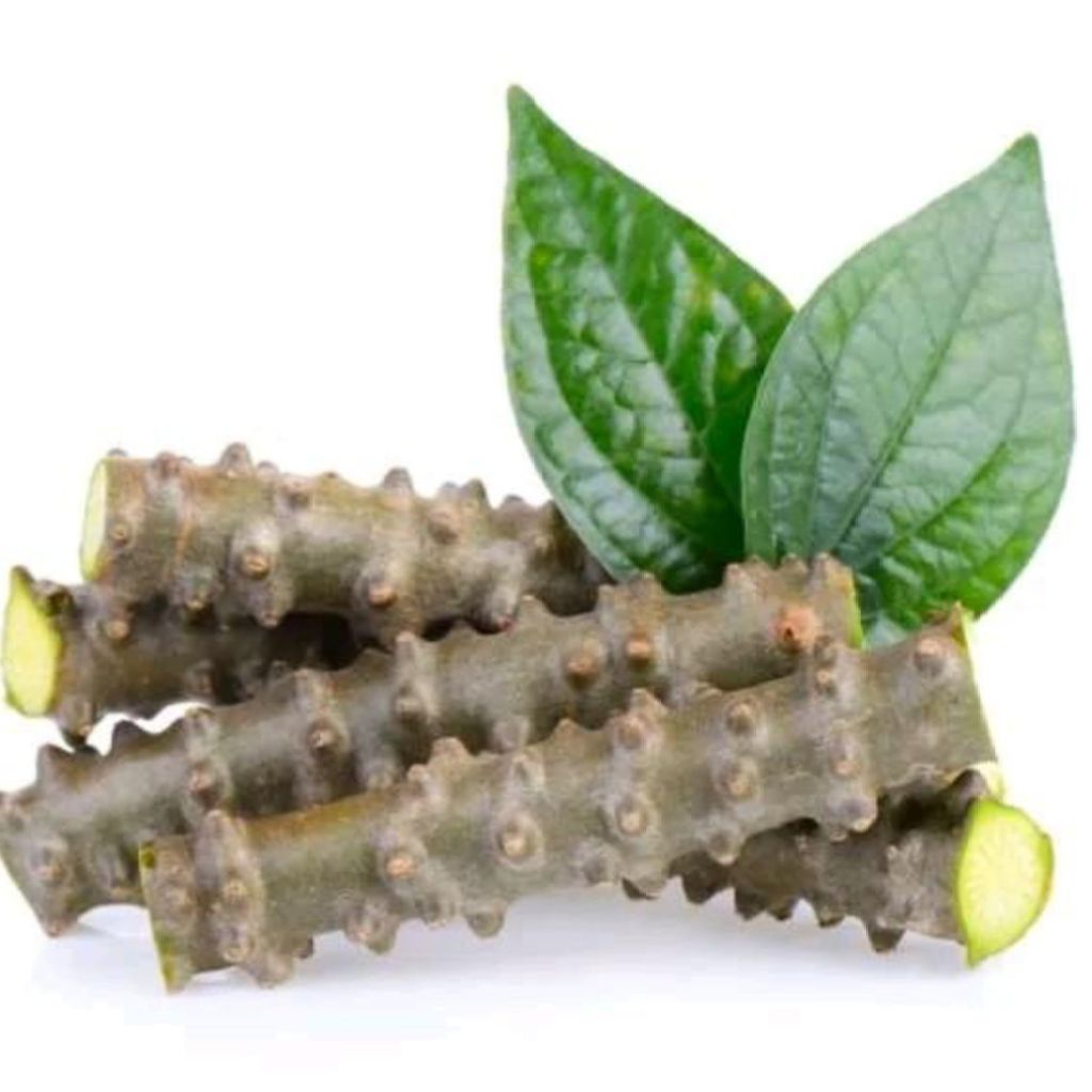 

Brotowali segar Netto 350gram