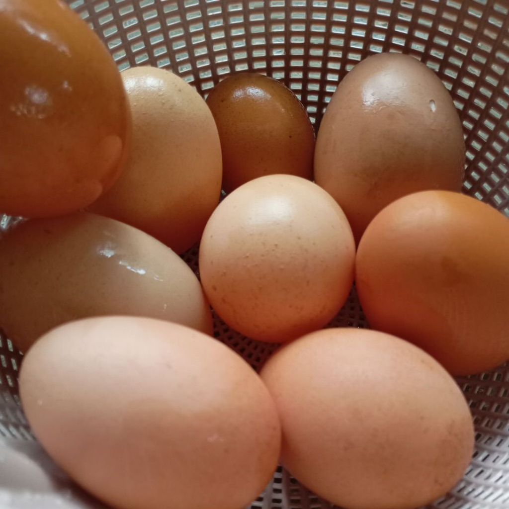 

telur ayam