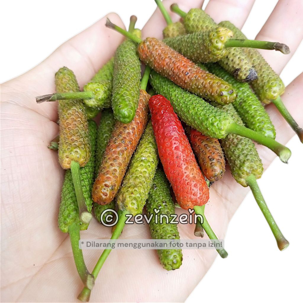 

Bibit Cabe Jawa Rempah-rempah