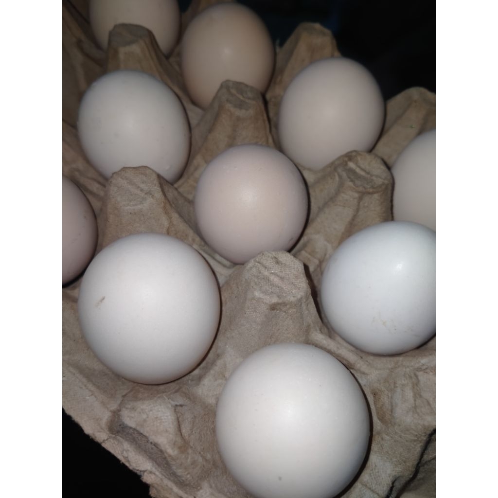 

Telur Ayam Kampung Arab/Telur Ayam Merah