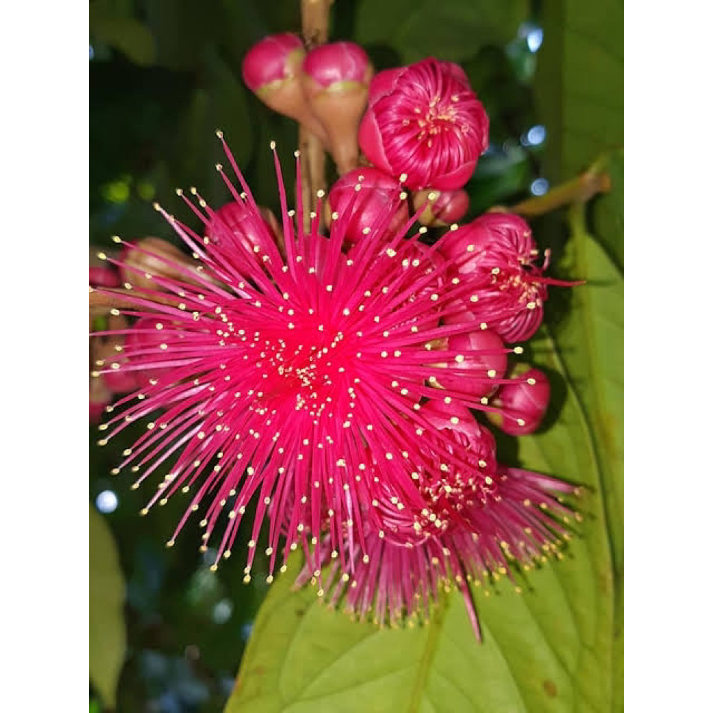 

JAMBU JAMAIKA KONDISI BERBUNGA