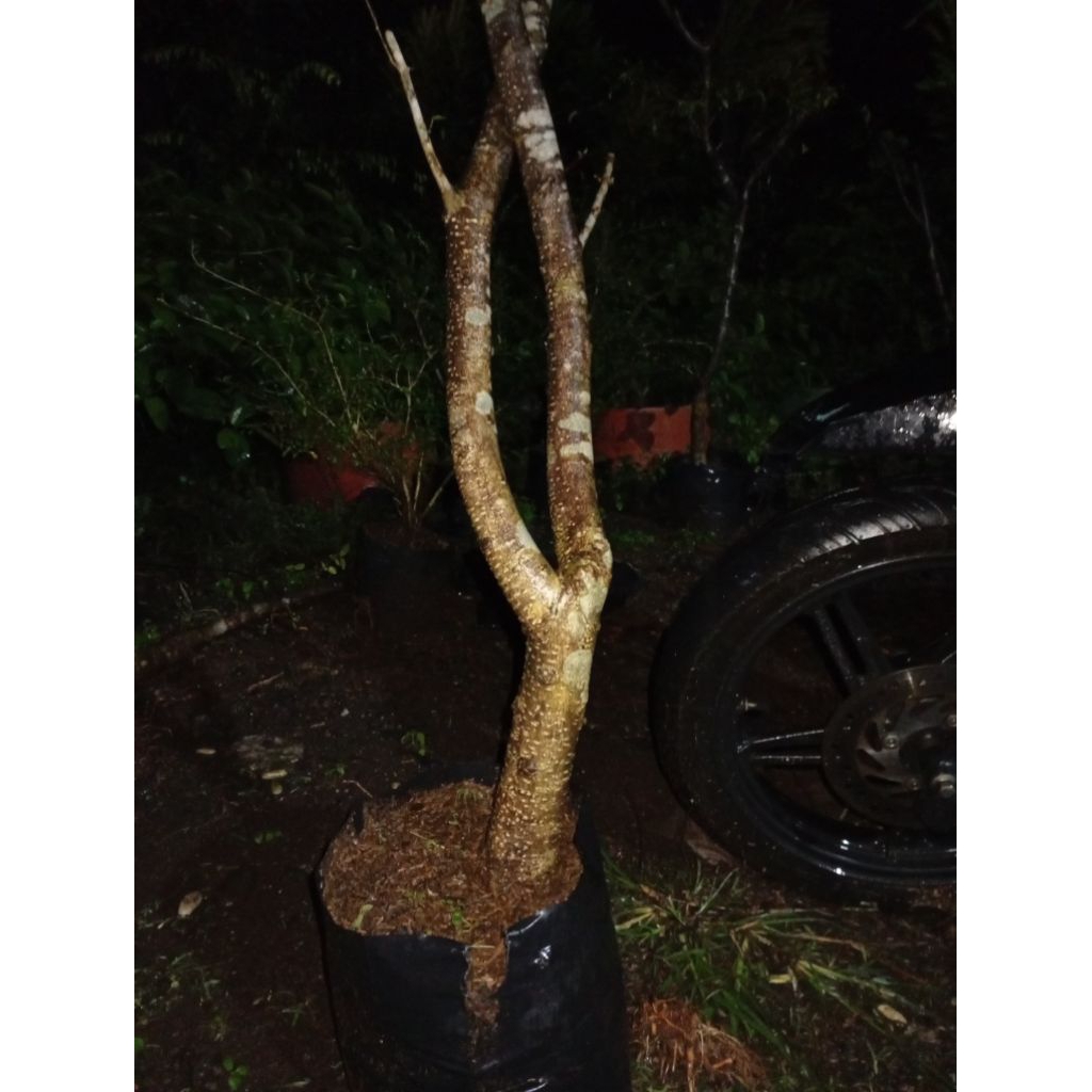 bahan bonsai anput dongkelan