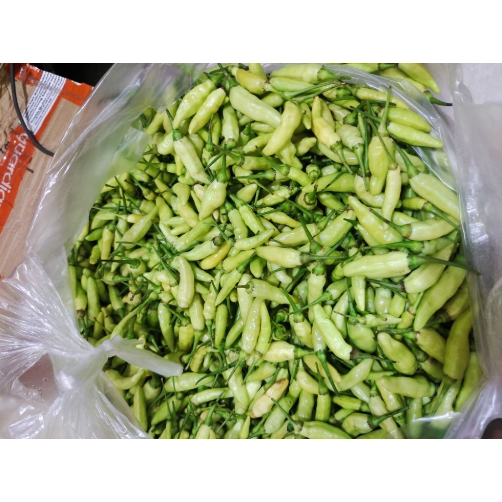 

Cabe rawit putih super 1kg murah