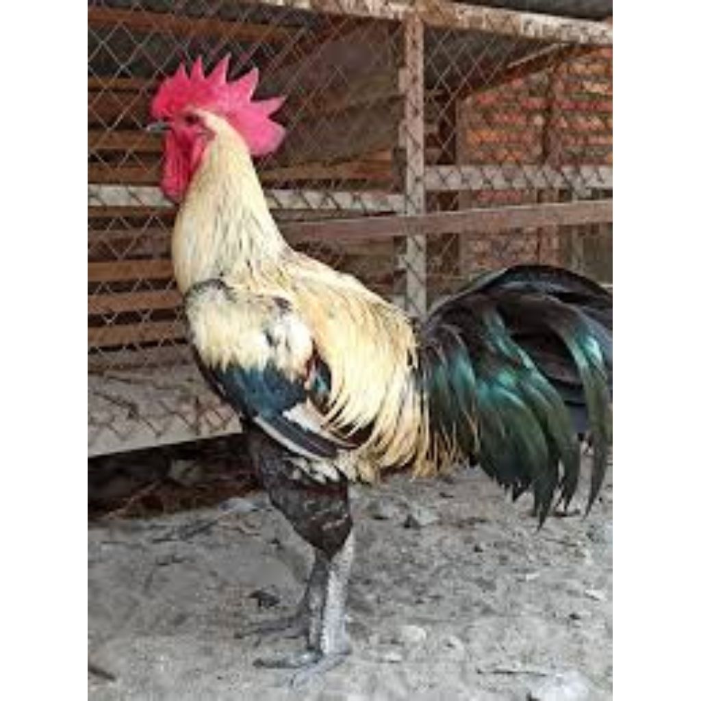 

Telur Tetas Ayam Pelung Wido/Widu Durasi panjang Fertil siap untuk ditetaskan