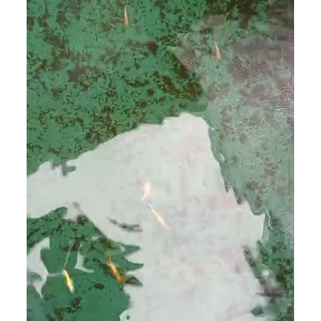 

packing kardus guppy gold pair