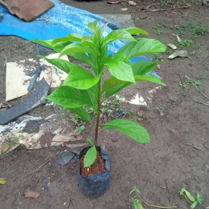 Seedling Alpukat Belajar Okulasi - Tinggi 30-50 Cm - Seedling Belajar Sambung Pucuk Alpukat