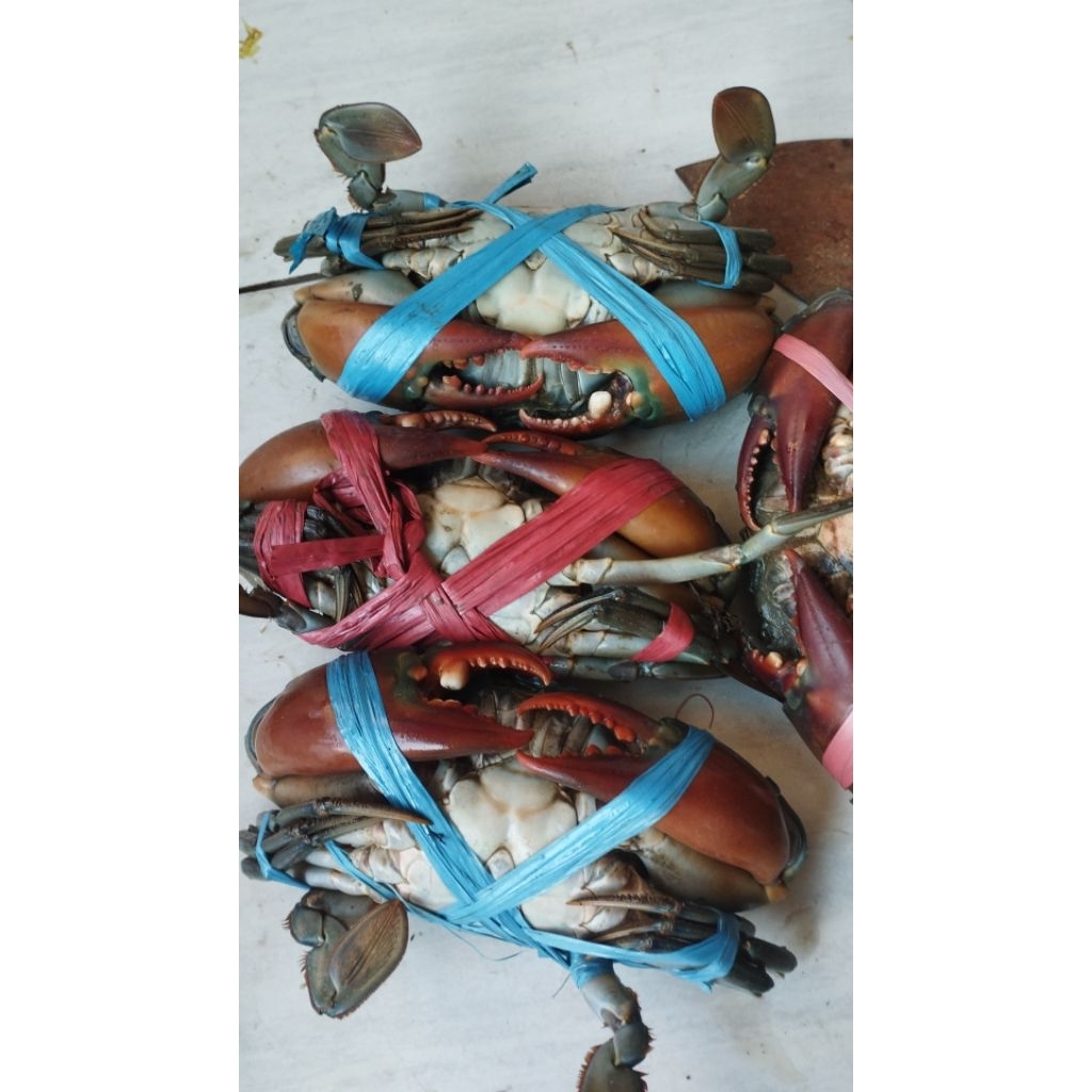 

KEPITING GEMUK, MANIS SIZE 4 DAN 5