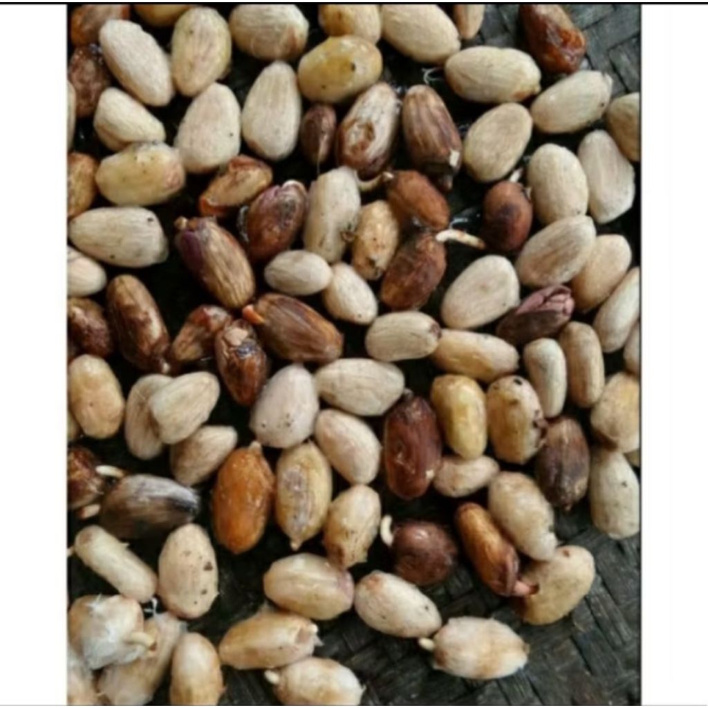 BIBIT BENIH KAKAO/COKLAT SUPER 100 BIJI