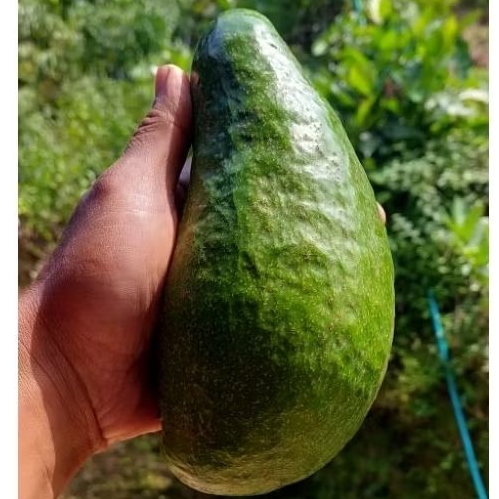 

Alpukat Mentega Muria grade A JUMBO isi 2 – Daging Tebal, Legit, Kuning Mentega - Fresh