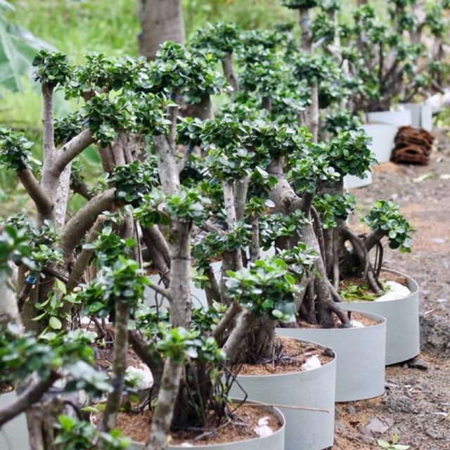 Bonsai dolar mangko | satuan | grosir | bonsai dolar micro