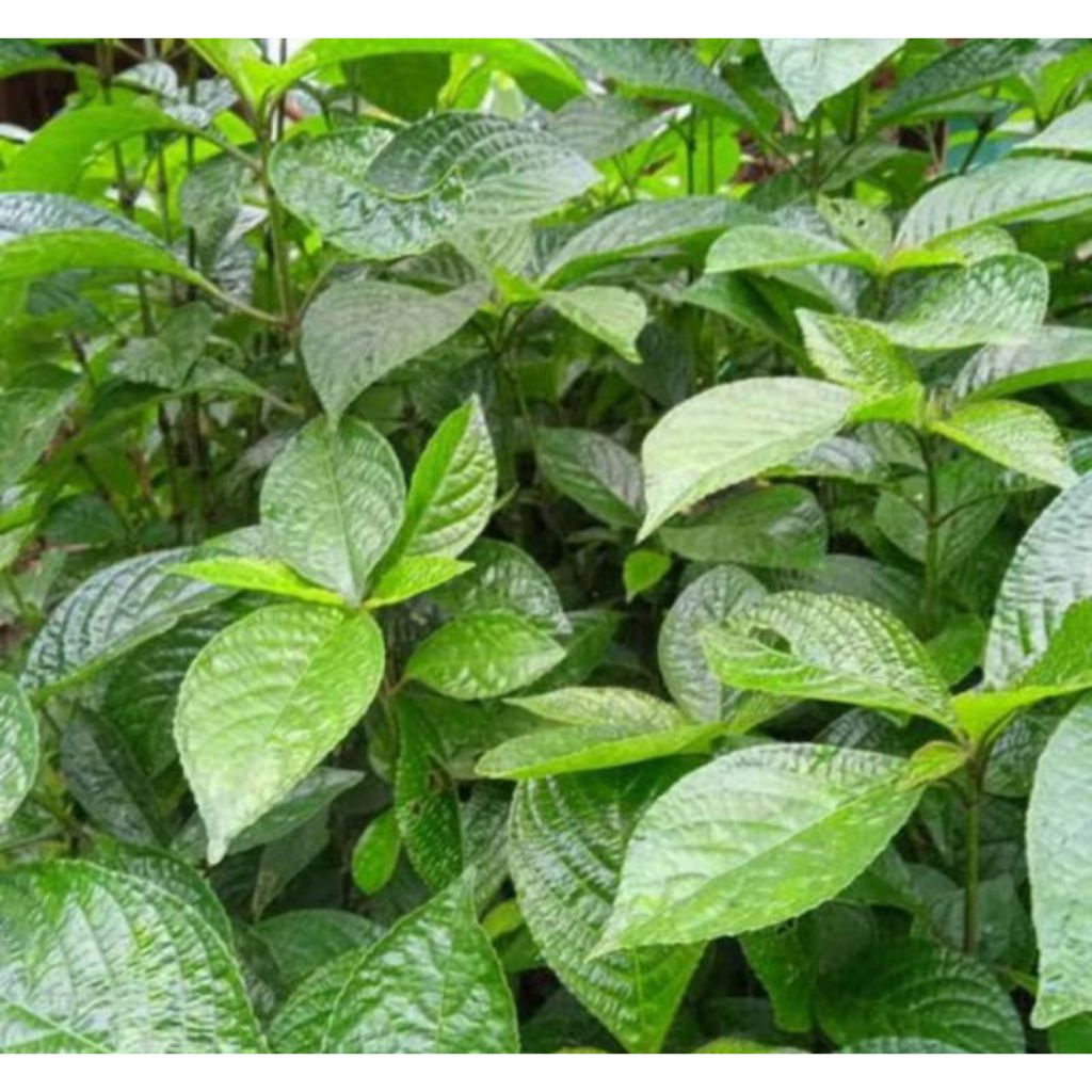 

daun keji beling/kacabeling isi50lemba