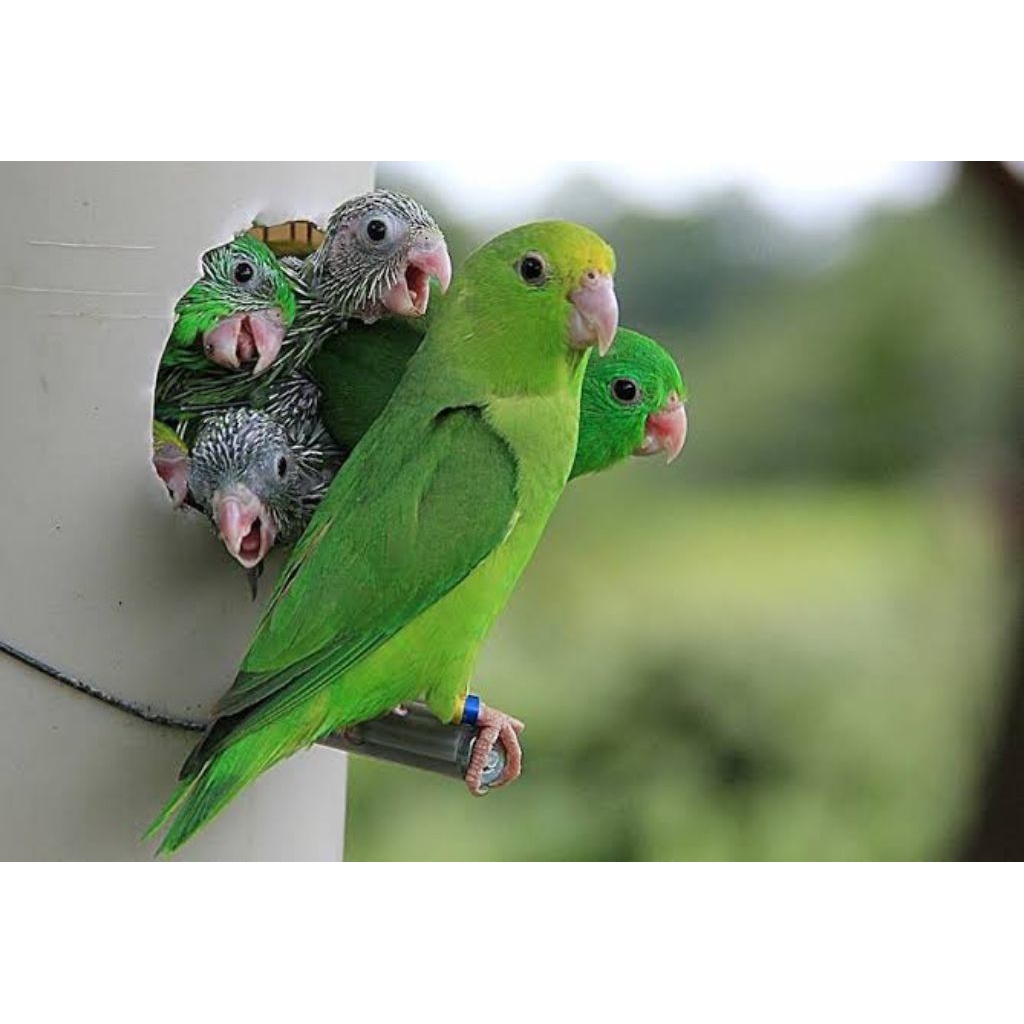 

Telur burung nuri bayan fertil untuk ditetaskan