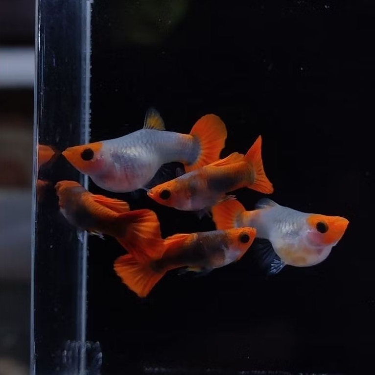 hiasan aquarium aquascape guppy tuxedo koi glass bely short body sehat