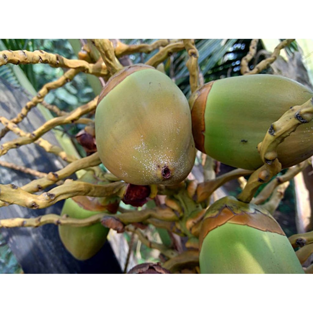 

tembuluk kelapa muda press obat herbal alami 15 buah