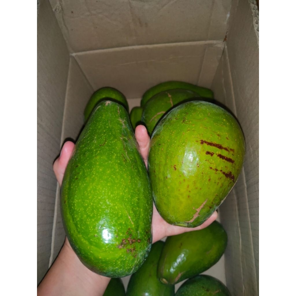 

ALPUKAT RANAU (ALPUKAT MENTEGA)