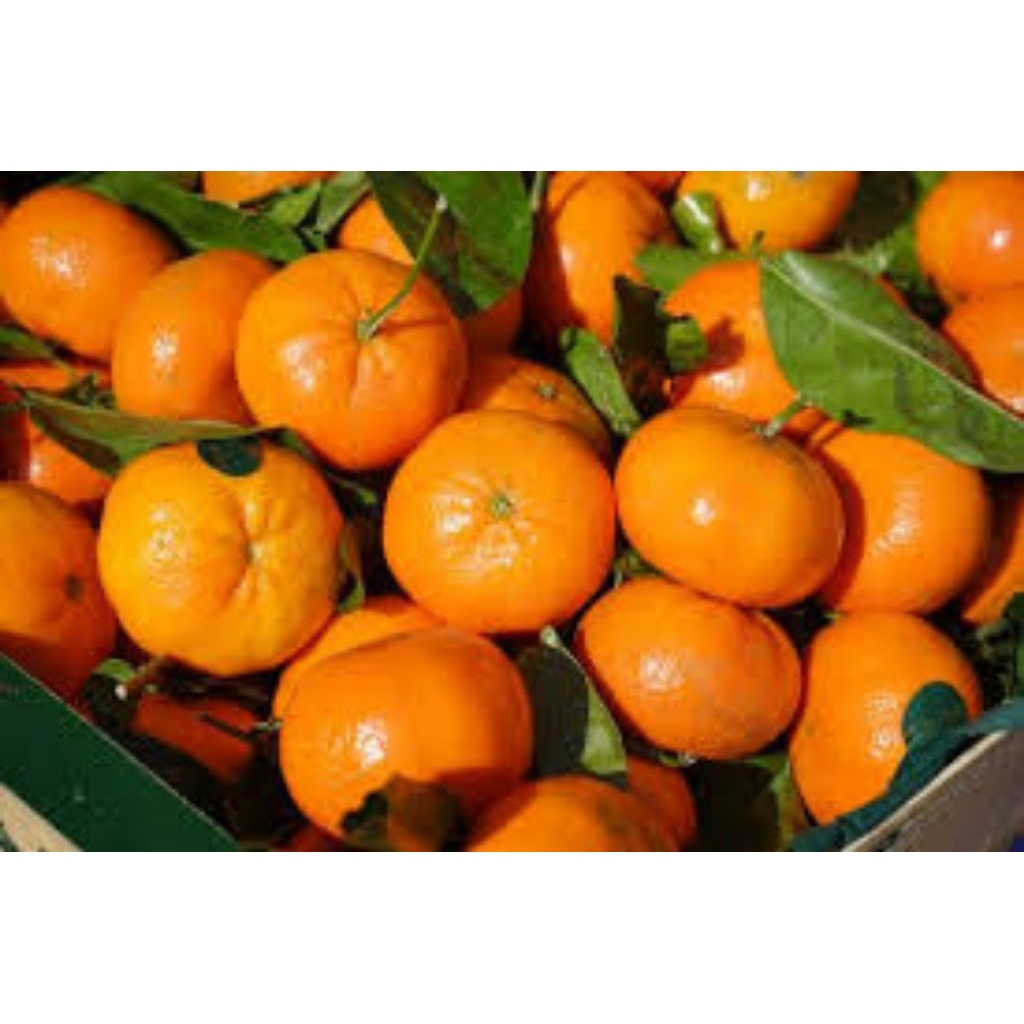 

jeruk mandarin buah segar dan higenis