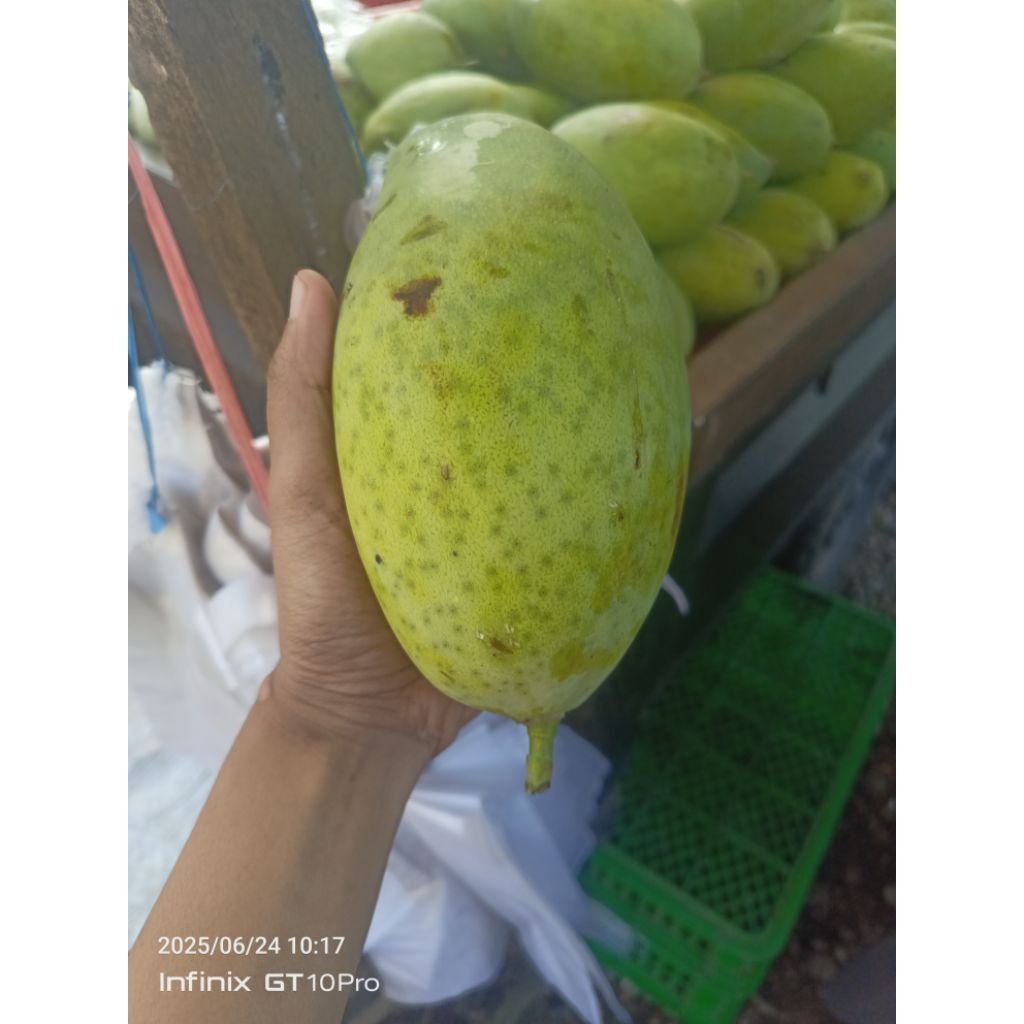 

Mangga Fresh