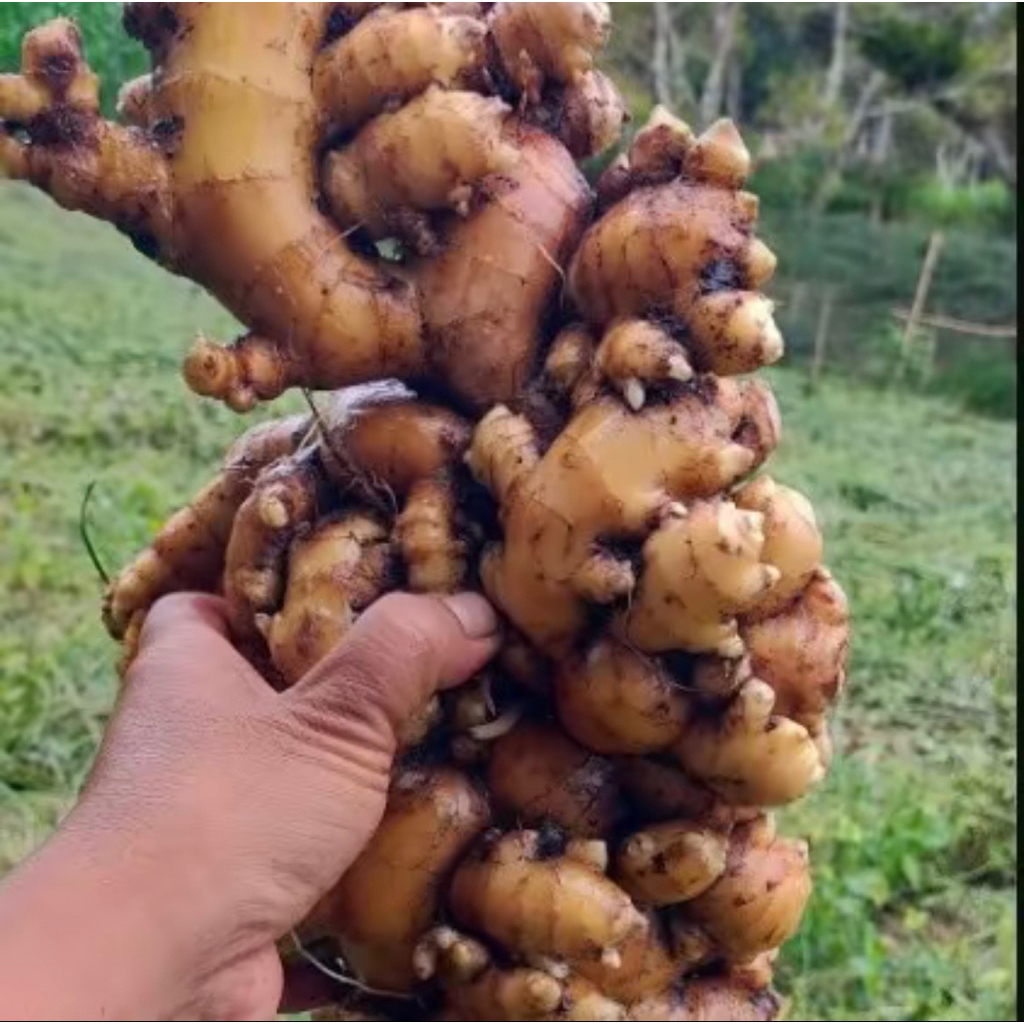 

JAHE EMPRIT Asli dari pegunungan, banyak khasiyat untuk kesehatan