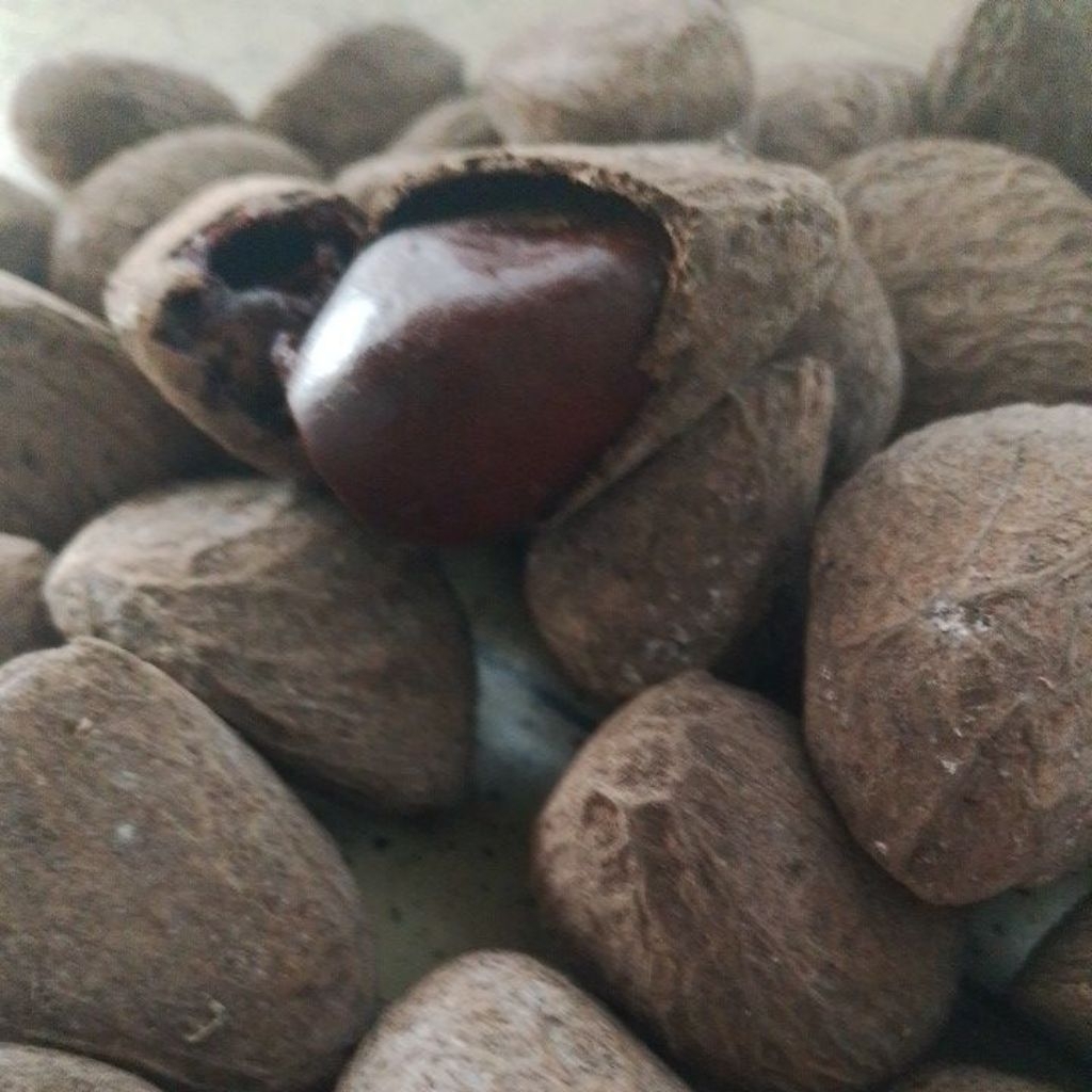 

Kluwek /Kucung Pilihan Fresh 1KG