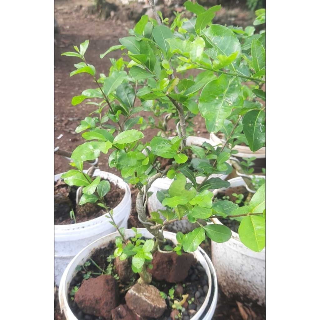 Bonsai sianci