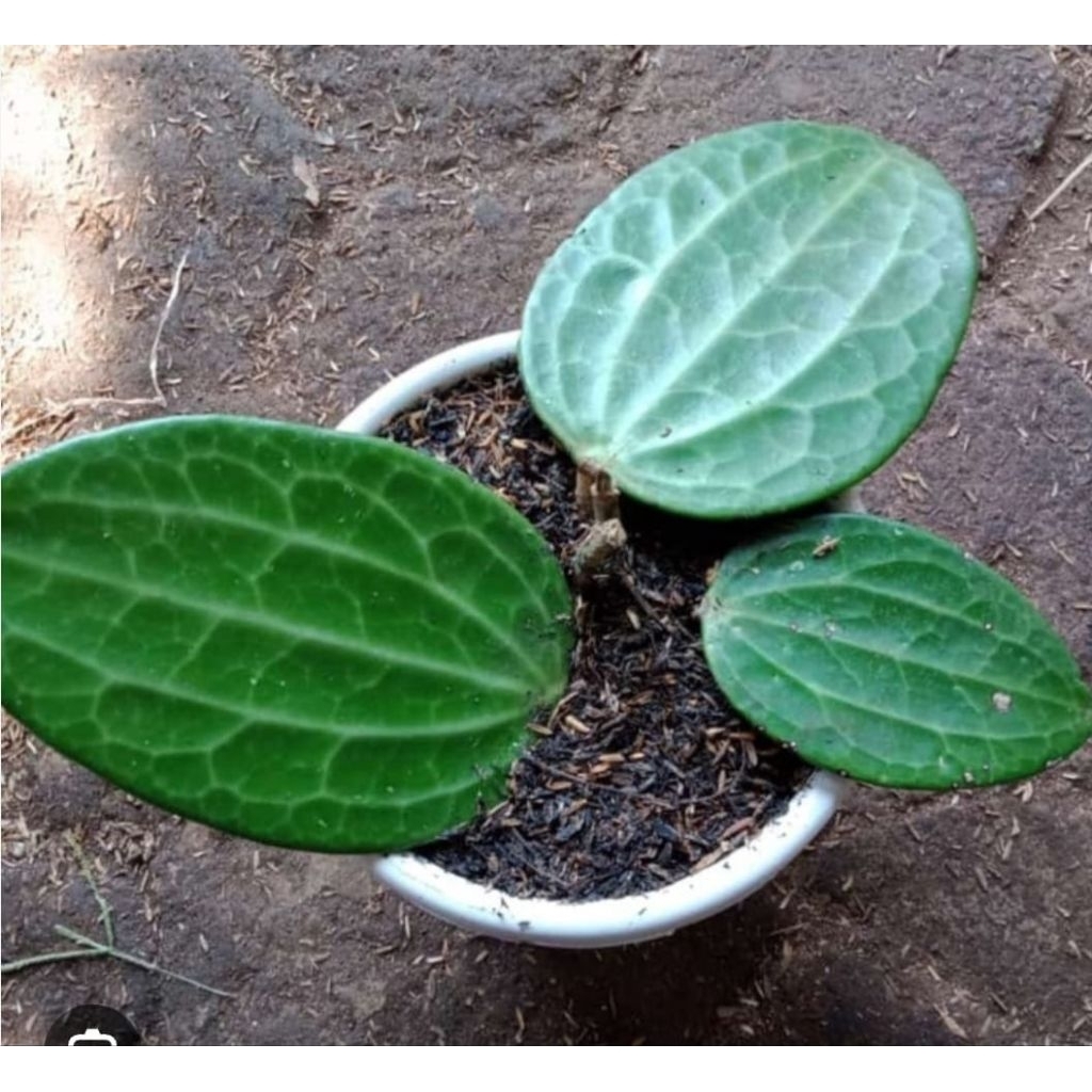 

Bibit stek sirih raja alami berkualitas 2 bibit