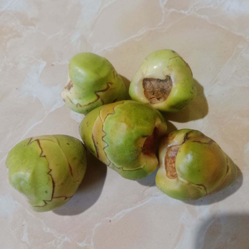 

Cembuluk Kelapa/Kelapa Kecil/Kakal Kelapa Muda