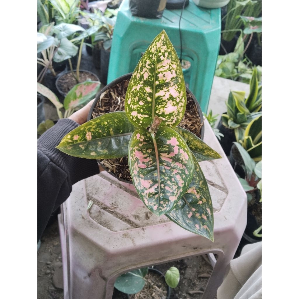 tanaman aglonema ruby compakta cantikkk