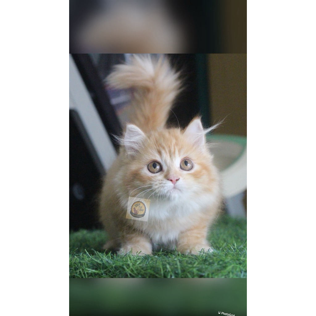 Anak Kucing Persia Munchkin Himalaya Norwaygian Maincoone Long Hair Super Quality