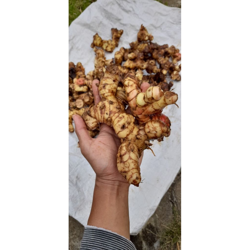 

Laos / Lengkuas Bumbu Masak Segar 1 Kg