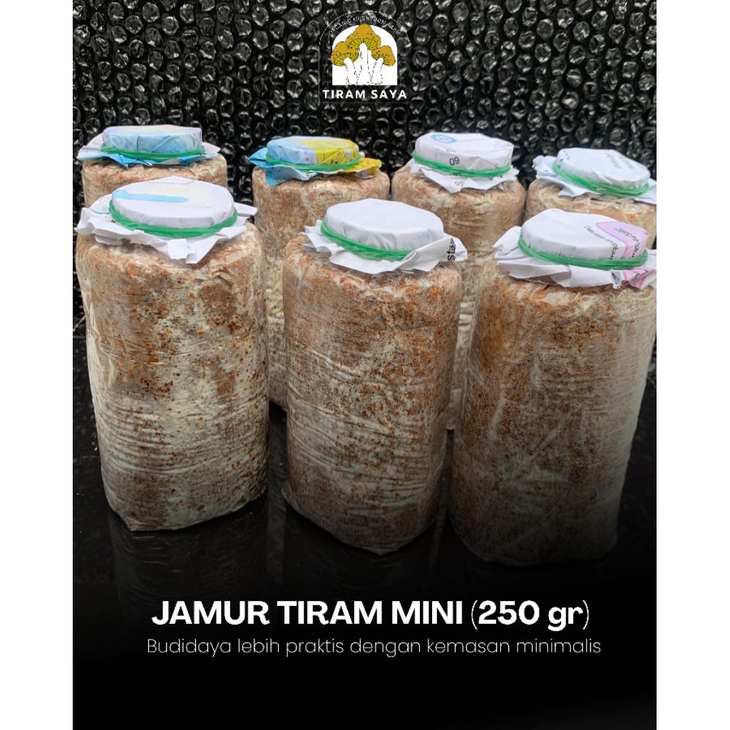 

12 pcs BAGLOG jamur tiram putih mini ,,siap panen !